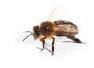 fairviewfarmsapiary001013.jpg